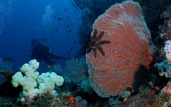 Raja Ampat 2016 - Corail - Ambiance - IMG_4978_rc
